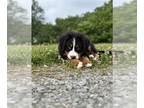 Bernese Mountain Dog PUPPY FOR SALE ADN-791897 - Bernese Mountain Dog Male Puppy