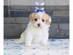 Poodle (Toy) PUPPY FOR SALE ADN-791898 - Toy poodle Puppies