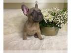 French Bulldog PUPPY FOR SALE ADN-791901 - Berry the Frenchie