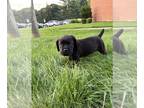 Cane Corso PUPPY FOR SALE ADN-791903 - Cane corso puppy