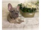 French Bulldog PUPPY FOR SALE ADN-791905 - Bon Bon the Frenchie