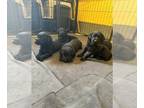 Labrador Retriever PUPPY FOR SALE ADN-791912 - AKC Labrador Retriever Puppies