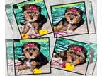Yorkshire Terrier PUPPY FOR SALE ADN-791973 - Yorkie female carry parti