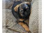 Brussels Griffon PUPPY FOR SALE ADN-791976 - Male Red Rough Hootie