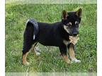 Shiba Inu PUPPY FOR SALE ADN-791984 - Shiba Inu puppy for sale