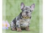French Bulldog PUPPY FOR SALE ADN-791985 - AKC French Bulldog