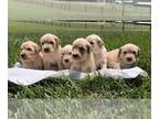 Golden Retriever PUPPY FOR SALE ADN-791988 - AKC Golden Retriever Puppies