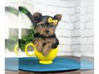 Yorkshire Terrier PUPPY FOR SALE ADN-792003 - Josie Gorgeous Teacup Famale