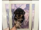 Yorkshire Terrier PUPPY FOR SALE ADN-792005 - Yorkshire terriers