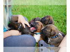 Boxer PUPPY FOR SALE ADN-792006 - Pint sized Pals A Liter of Love
