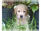 Golden Retriever PUPPY FOR SALE ADN-792007 - Golden Retriever Puppies