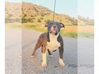 American Bully PUPPY FOR SALE ADN-792013 - 6 month old male American Bully ABKC