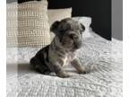 French Bulldog PUPPY FOR SALE ADN-792015 - Blue and Tan