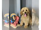 Cavapoo PUPPY FOR SALE ADN-792029 - Cavapoo puppies for sale