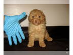 Poodle (Toy) PUPPY FOR SALE ADN-792031 - Apricot Boy
