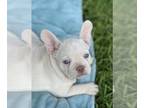 French Bulldog PUPPY FOR SALE ADN-792033 - Platinum covered Merle French Bulldog