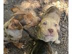 American Bully-Catahoula Leopard Dog Mix PUPPY FOR SALE ADN-792041 - Looking for