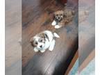 Zuchon PUPPY FOR SALE ADN-792043 - Adorable Teddy Bear pups ready for families