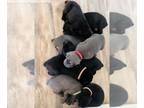 Cane Corso PUPPY FOR SALE ADN-792048 - Cane Corso Puppies Litter of 7