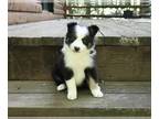 Border Collie PUPPY FOR SALE ADN-792050 - ABCA Border Collie For Sale Warsaw OH