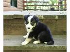 Border Collie PUPPY FOR SALE ADN-792051 - ABCA Border Collie For Sale Warsaw OH