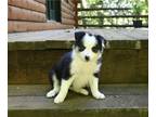 Border Collie PUPPY FOR SALE ADN-792052 - ABCA Border Collie For Sale Warsaw OH