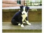 Border Collie PUPPY FOR SALE ADN-792053 - ABCA Border Collie For Sale Warsaw OH