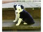 Border Collie PUPPY FOR SALE ADN-792054 - ABCA Border Collie For Sale Warsaw OH