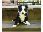 Border Collie PUPPY FOR SALE ADN-792055 - ABCA Border Collie For Sale Warsaw OH