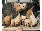 Golden Retriever PUPPY FOR SALE ADN-792062 - Golden Retriever Puppies