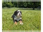 Bernese Mountain Dog PUPPY FOR SALE ADN-792096 - Bonnie