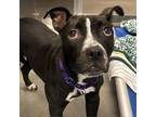 Adopt Onyx a Mixed Breed