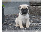 Pug PUPPY FOR SALE ADN-792174 - Adorable PUG puppies