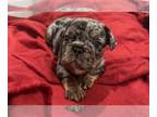 French Bulldog PUPPY FOR SALE ADN-792175 - Chapo