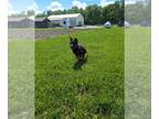 German Shepherd Dog PUPPY FOR SALE ADN-792191 - Rizzo