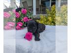 ShihPoo PUPPY FOR SALE ADN-792202 - Sadie