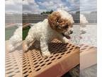 Poodle (Toy) PUPPY FOR SALE ADN-792207 - Reese