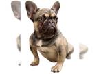 French Bulldog PUPPY FOR SALE ADN-792216 - AKC frenchie Fench Bulldog Female