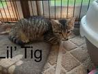 Adopt Lil' Tig (24-356) a Tabby