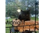 Adopt Midnight (24-341) a American Shorthair