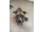 Adopt Kayla Marie a Pit Bull Terrier