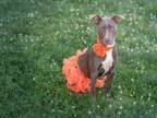 Adopt SAMANTHA a American Staffordshire Terrier