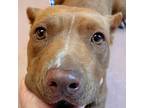 Adopt TURTLE a Mixed Breed