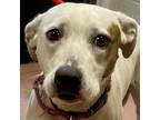 Adopt AVERY a Mixed Breed