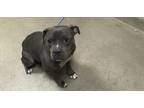 Adopt Martini a Pit Bull Terrier, Mixed Breed