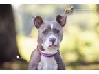 Adopt 73089a Sunflower a American Staffordshire Terrier, Mixed Breed