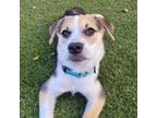 Adopt Marion @ Foster a Mixed Breed