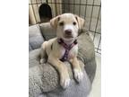 Adopt Stella a Labrador Retriever, Mixed Breed