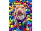Adopt Precious a American Staffordshire Terrier, Mixed Breed
