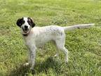 Adopt ASHLYNN a English Coonhound, Mixed Breed